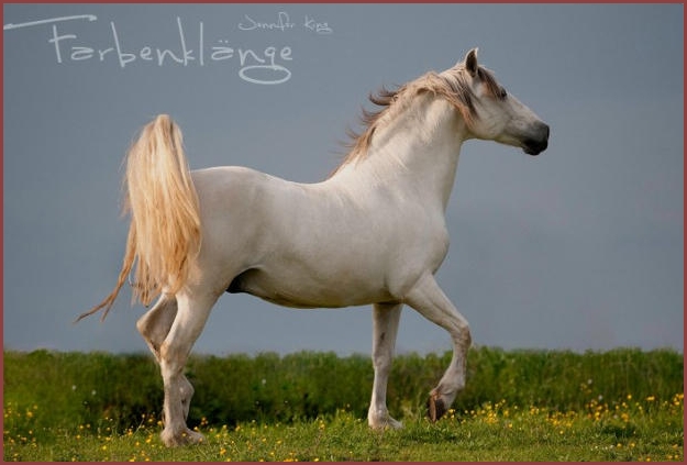 Belluga.