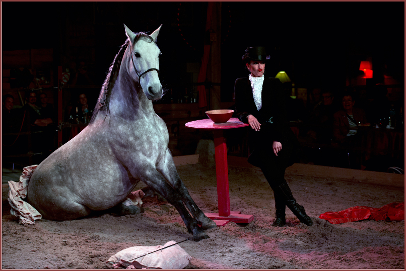 Audition manquée. Stéphanie vient présenter Campeão, son cheval de dressage. Cela ne se présent pas très bien ... ... mais Campeão semble doué pour faire le clown ! (photo Marc Thoreau)