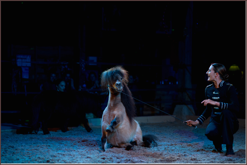 Marie et ses poneys. (photo Marc Thoreau)