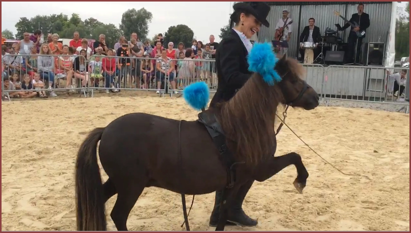 Carollo. Stéphanie revient présenter le petit , vraiment petit, frère de Campeão. Mais, sous l'aspect comique, il y a un vrai travail de dressage.