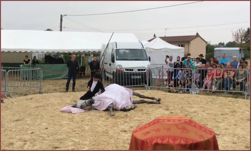 Campeão. Stéphanie, vient présenter son cheval de