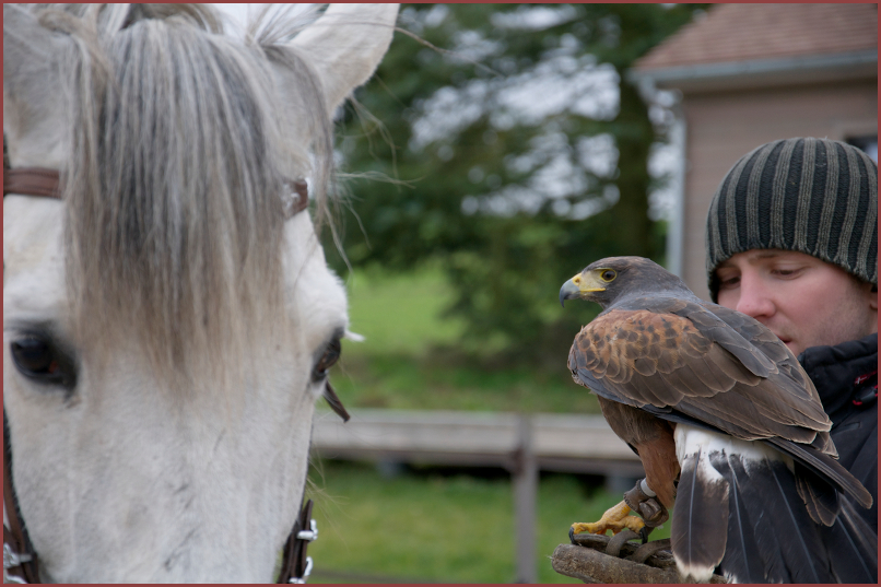 La compagnie Hippogriffe en visite à Verdey. Ici un faucon face à Belluga en 2005.