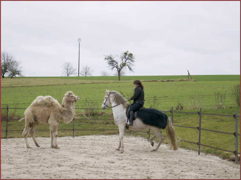 Une rencontre improbable en 2005. Le jeune dromadaire de la compagnie Hippogriffe face à Belluga.